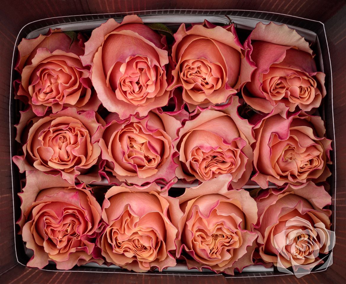 Farm Fresh Rosa Ecuadorian Gr Carpediem(Bunch of 25 stems, Length 50cm)