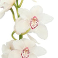 Farm Fresh orchid/Cymbidium T My Eye Decorum(Bunch of 1 stem, Length 50)