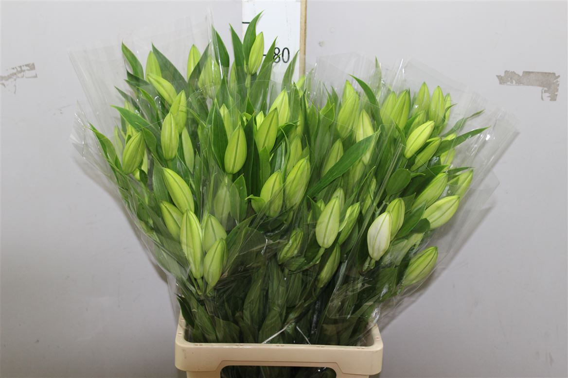 Farm Fresh Lilium Oriental Bq White Op 3(Bunch of 10stems,Length 80cm)