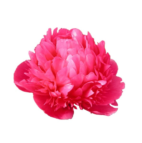 Farm Fresh Paeonia Belgravia (Bunch of 10stems, Length 55cm)