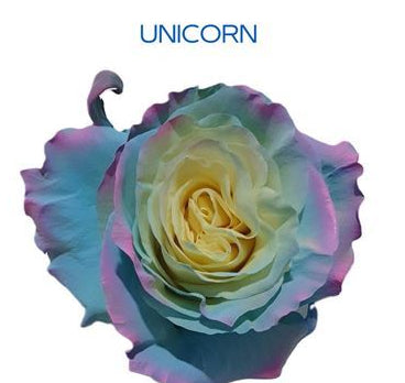 Farm Fresh Rosa Ecuadorian Gr Tinted Unicorn (Bunch of 25 stems, Length 60cm)