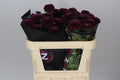 Farm Fresh Chrysanthemum G Poker(Bunch of 10stems, Length 70cm)