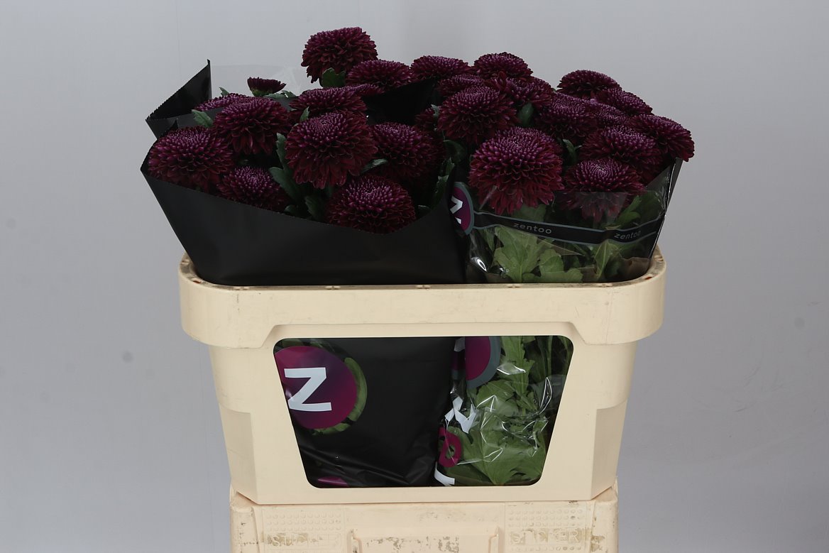 Farm Fresh Chrysanthemum G Poker(Bunch of 10stems, Length 70cm)