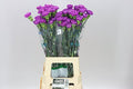 Farm Fresh Carnation Moonlite (Bunch of 20 units, Length 70cm)