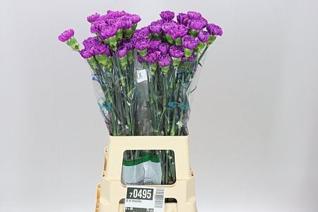 Farm Fresh Carnation Di St Moonlite (Bunch of 20 units, Length 70cm)