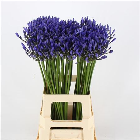 Farm Fresh Agapanthus Uri(Bunch of 10 Stems, Length 60cm)