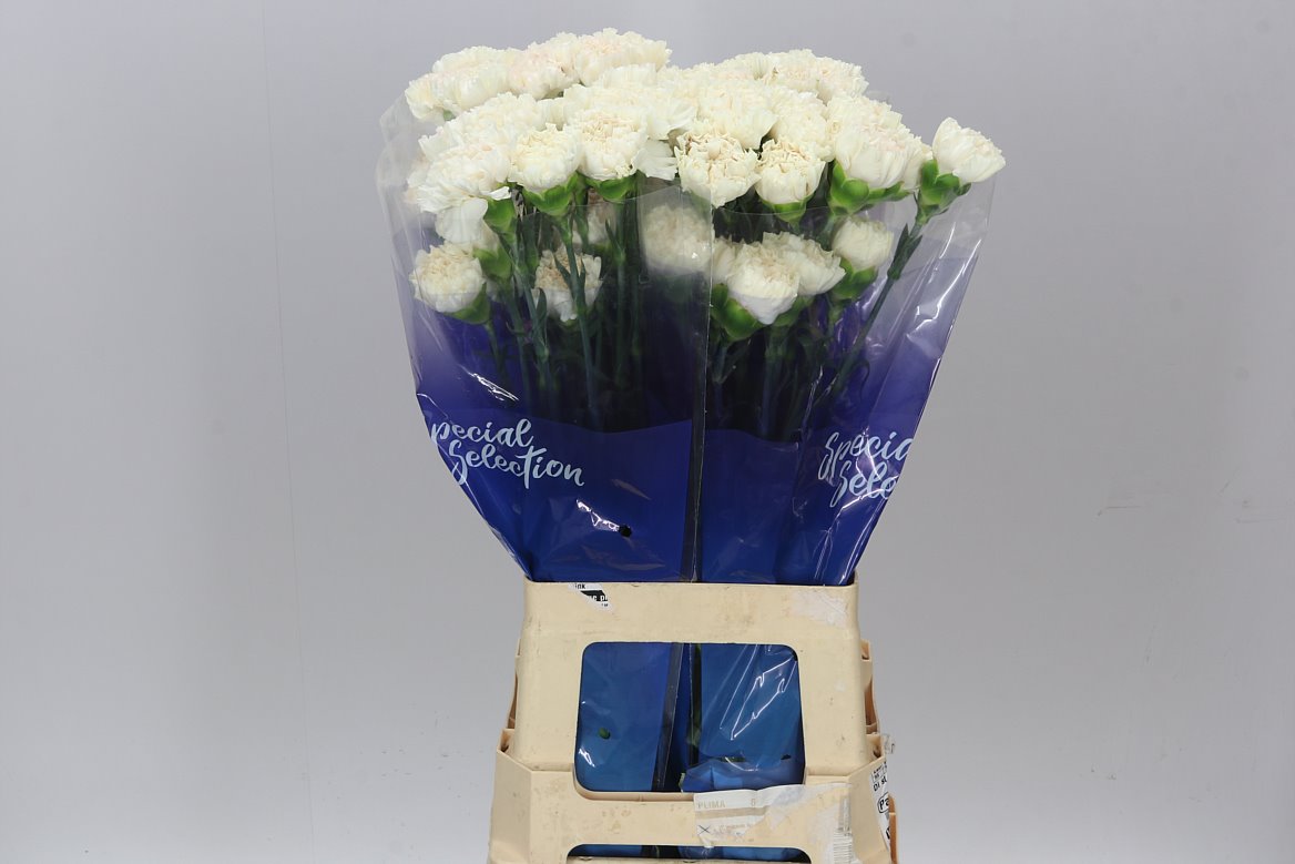 Farm Fresh Carnation Moongolem (Bunch of 20 stems, Length 70cm)