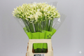 Farm Fresh Agapanthus Gletsjer White(Bunch of 10 Stems, Length 60cm)