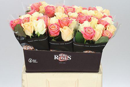 Farm Fresh Rosa Gr Avalanche Pastel Mix(Bunch of 10stems, Length 60cm)