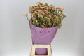Farm Fresh Limonium S Royal Orange(Bunch of 25stems, Length 80cm)