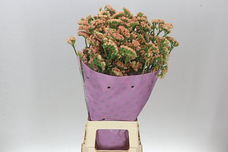 Farm Fresh Limonium S Royal Orange(Bunch of 25stems, Length 80cm)