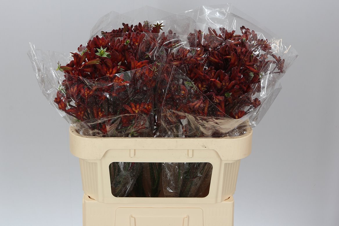 Farm Fresh Anigozanthos Early Spring(Bunch of 20 Stems, Length 70cm)