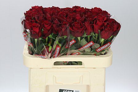 Farm Fresh Rosa Gr Ever Red(Bunch of 10stems, Length 60cm)