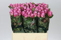 Farm Fresh Rosa Gr Maritim(Bunch of 10 stems, Length 60cm)