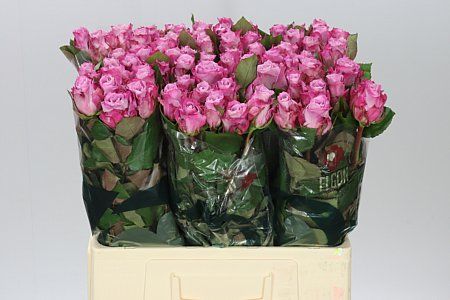 Farm Fresh Rosa Gr Maritim(Bunch of 10 stems, Length 60cm)