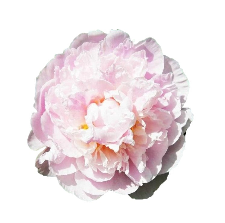 Farm Fresh Paeonia Marguerite Gérard(Bunch of 10stems, Length 60cm)