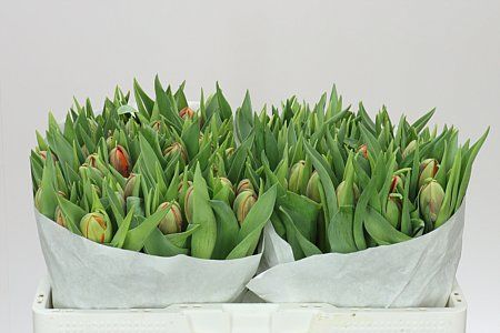 Farm Fresh Tulipa Du Orange Princess( Bunch of 50stems, Length 36cm)
