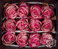 Farm Fresh Rosa Ecuadorian Gr Magical Times(Bunch of 25 stems, Length 60cm)