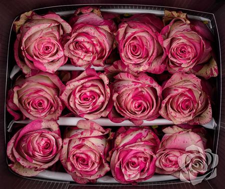 Farm Fresh Rosa Ecuadorian Gr Magical Times(Bunch of 25 stems, Length 60cm)