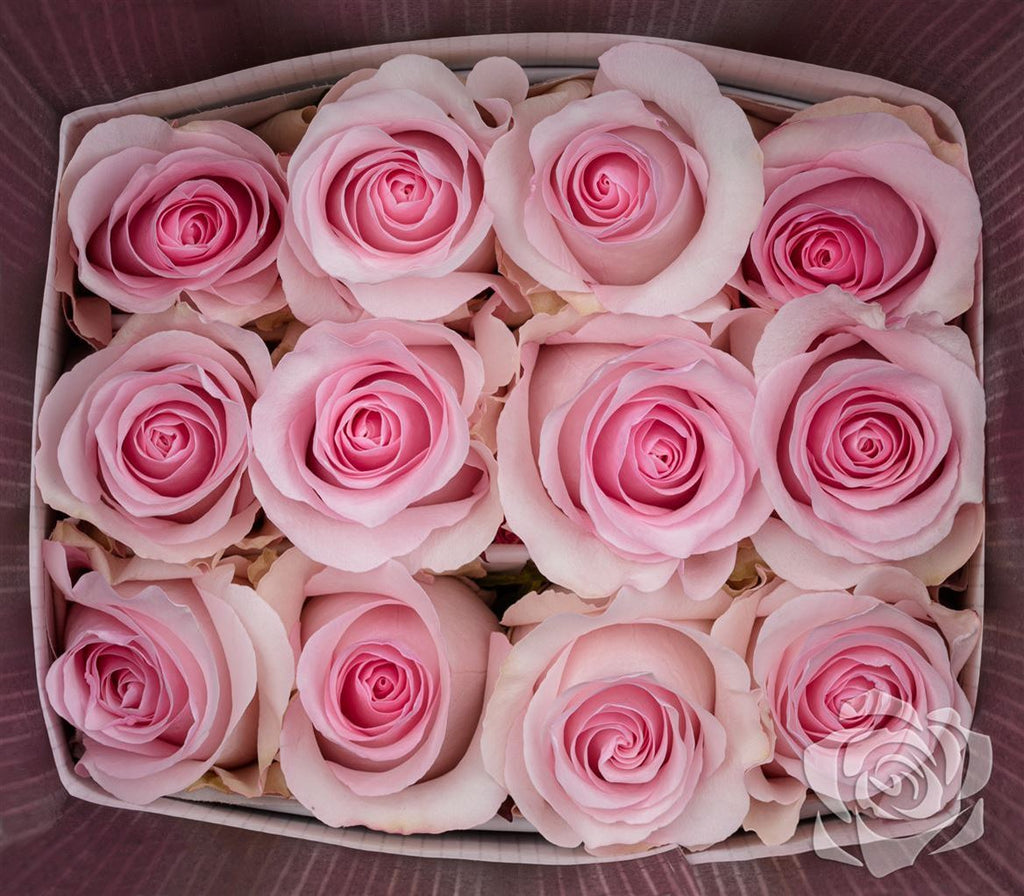 Farm Fresh Rosa Ecuadorian Gr Nena (Bunch of 25 stems, Length 50cm)