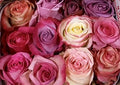 Farm Fresh Rosa Ecuadorian Gr Rainbow Pink (Bunch of 25 stems, Length 50cm)