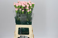 Farm Fresh Carnation Pale Pink (Bunch of 20 stems, Length 70cm)