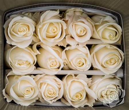 Farm Fresh Rosa Ecuadorian Gr Tibet (Bunch of 25 stems, Length 60cm)
