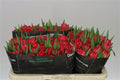 Farm Fresh Tulipa Du Double Twist( Bunch of 50stems, Length 36cm)