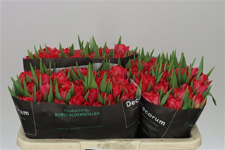 Farm Fresh Tulipa Du Double Twist( Bunch of 50stems, Length 36cm)