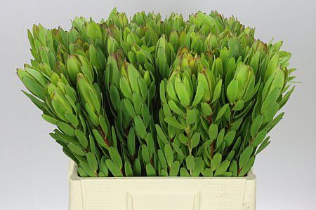 Farm Fresh Leucadendron Safari Goldstrike (Bunch of 10 stems, Length 50cm)