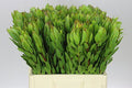 Farm Fresh Leucadendron Safari Goldstrike (Bunch of 10 stems, Length 50cm)