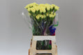 Farm Fresh Carnation Yellow (Bunch of 20 stems, Length 70cm)