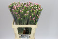 Farm Fresh Spray Carnations Cherry Tessino(Bunch of 25 stems, Length 60cm)