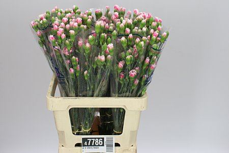 Farm Fresh Spray Carnations Cherry Tessino(Bunch of 25 stems, Length 60cm)