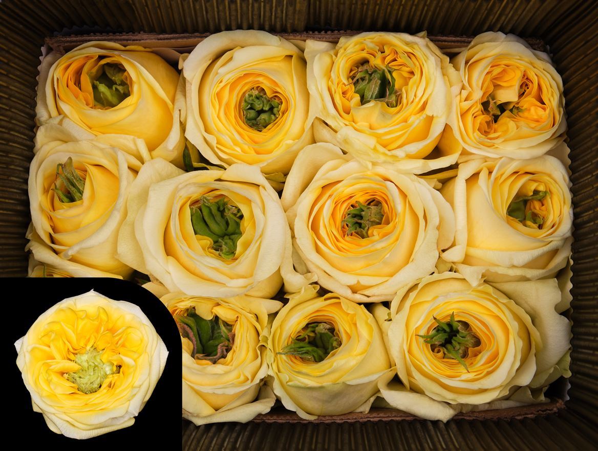 Farm Fresh Rosa Ecuadorian Garden Sunny Days Rosa (Bunch of 25 stems, Length 40cm)