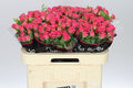Farm Fresh Rosa Tr Sylvana(Bunch of 10 stems, Length 60cm)