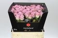 Farm Fresh Rosa Gr Nayeli (Bunch of 10stems, Length 60cm)