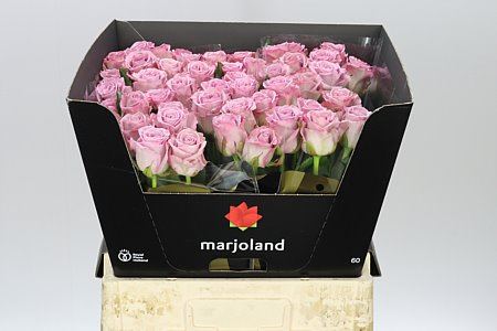 Farm Fresh Rosa Gr Nayeli (Bunch of 10stems, Length 60cm)