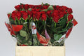Farm Fresh Rosa Gr Ribbon(Bunch of 10stems, Length 60cm)