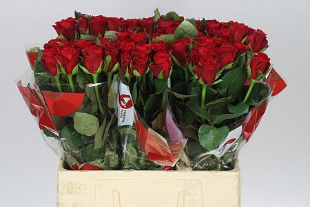 Farm Fresh Rosa Gr Ribbon(Bunch of 10stems, Length 60cm)
