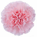 Farm Fresh Carnation Pink(Bunch of 25 stems, Length 70cm)