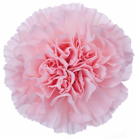 Farm Fresh Carnation Pink(Bunch of 25 stems, Length 70cm)