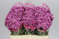 Farm Fresh Santini Krissi (Bunch of 25 stems, Length 55cm)