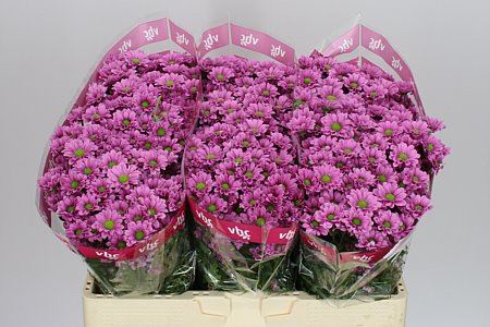 Farm Fresh Santini Krissi(Bunch of 25stems, Length 55cm