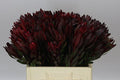 Farm Fresh Leucadendron Safari Sunset (Bunch of 10 stems, Length 60cm)