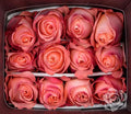 Farm Fresh Rosa Ecuadorian Gr Coral Reef (Bunch of 25 stems, Length 60cm)