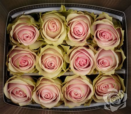 Farm Fresh Rosa Ecuadorian Gr Frutteto(Bunch of 25 stems, Length 60cm)