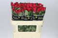 Farm Fresh Rosa Gr Tacassi(Bunch of 10 stems, Length 70cm)