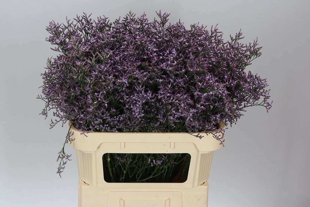 Farm Fresh Limonium Saf Lilac(Bunch of 25stems, Length 80cm)