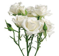 Farm Fresh Rosa Tr White Majolica(Bunch of 10 stems, Length 50cm)